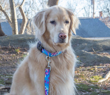 Load image into Gallery viewer, Up Country, Inc. - Tie Dye Dog Collar: Medium / Wide