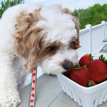 Load image into Gallery viewer, Up Country, Inc. - Strawberry Fields Small Breed Dog Lead