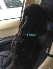 Load image into Gallery viewer, Up Country, Inc. - Sea Turtle Dog Collar: Medium / Wide