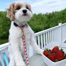 Load image into Gallery viewer, Up Country, Inc. - Strawberry Fields Dog Collar: Small / Narrow