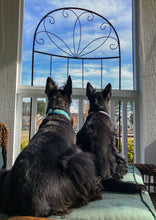 Load image into Gallery viewer, Up Country, Inc. - Sea Turtle Dog Collar: Large / Wide