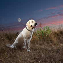 Load image into Gallery viewer, Up Country, Inc. - Stella & Luna Dog Collar: Medium / Wide