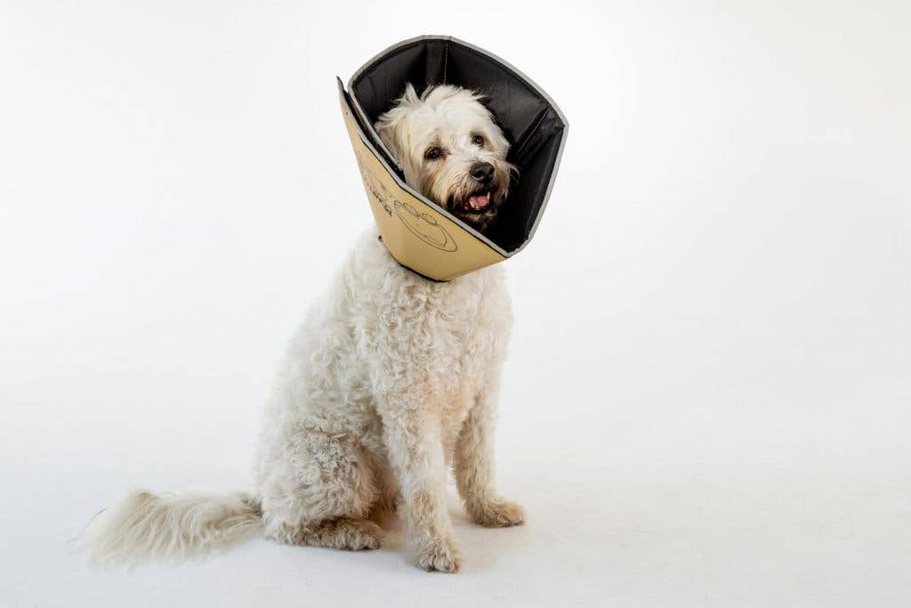 All Four Paws - M-The Original Comfy Cone